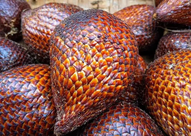 పాము చర్మంలా ఉండే ఈ వింత పండు సాగుతో కాసుల వర్షం.. ఒక్కసారి నాటితే 50 ఏళ్ల పాటు ఆదాయం! – Snake Fruit farming