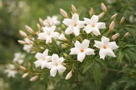 జాస్మిన్ (Jasmine)