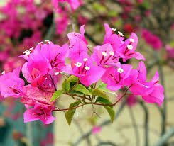 మందార (Hibiscus)