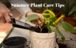 Summer Plant Care Tips