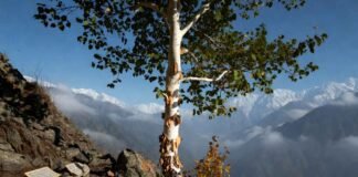 Bhojpatra Tree: భారతదేశపు ప్రాచీన కాగితం ‘భోజపత్ర వృక్షం’ చరిత్ర, ఉపయోగాలు మరియు రహస్యాలు! Bhojpatra Tree