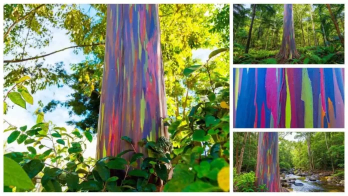 Rainbow Eucalyptus Rainbow Eucalyptus